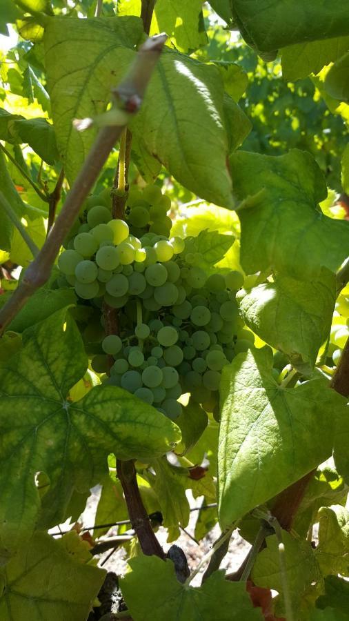 Quinta Do Acipreste Lamego Dış mekan fotoğraf